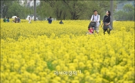 [포토]서래섬에 유채꽃 만발