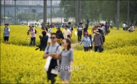 [포토]'유채꽃 인파'