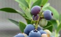 장흥군 블루베리 본격 출하, 맛과 영양·소득도 최고
