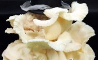 완도수목원, 국내 최초 참바늘버섯 신품종‘미담’개발