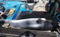 서해안 보령 오연도 앞바다에서 잡힌 5m 밍크고래