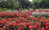 프로포즈는 장미꽃으로…서울대공원 '장미원' 축제