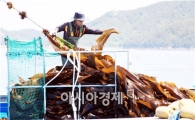 해조류 천국 완도, 다시마 채취 본격화