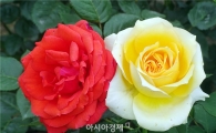 [포토]관광객 유혹하는  화려한 장미