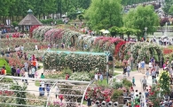 곡성세계장미축제 ~"장미꽃 반, 사람 반" 인산인해