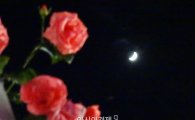 [포토]붉은 장미와 초승달의 어울림