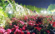 [포토]야간에 더욱더 빛나는 장미꽃