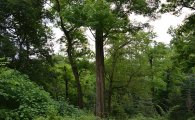 100살 넘는 아까시나무 온실가스흡수력 ‘탁월’