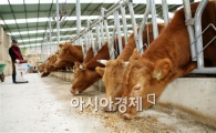 해남군, 발효사료 급여로 한우 생산비 40% 절감
