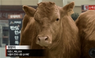 마트도 바이럴 마케팅 시대…롯데마트, 축산물 ‘진심 한우’ 동영상 공개