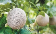 곡성 명품멜론 본격 출하