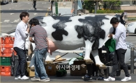 [포토]서울 한복판에 젓소 등장