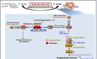 적은 항암제로도 암 치료 가능하다