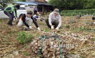 [포토]마늘수확 나선 공무원들
