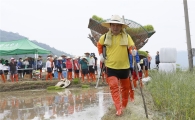 보성군, 풍년 기원 ‘전통 손 모내기’ 재현