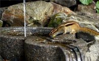 [포토]깊은산속 옹달샘~목마른 다람쥐