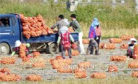[포토]양파수확에 바쁜 농민들