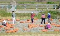 [포토]양파수확에 구슬땀 흘리는 농민들