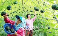 함평군 특산품 '미니단호박'  구입하세요