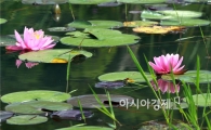 [포토]청초한 자태 뽐내는 수련