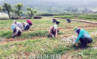 장흥군청 공무원, 농촌 일손돕기 ‘구슬땀’