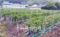 장흥군, 고추 부직포 재배 시범사업 중간평가회 가져