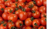 [제철농산물 밀착포커스]토마토 가격 뚝 떨어진 이유…전년비 23%↓ 