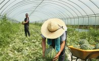 구례군 친환경수박 생산으로 재배농가 고소득 올려