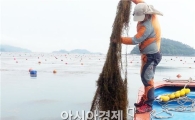 해남군, 모자반 대대적 수거에 총력