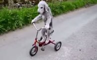 [포토] '씽씽 달려요~' 자전거 타는 귀여운 강아지 