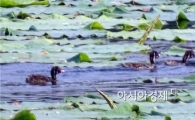 [포토]논병아리 가족 나들이 
