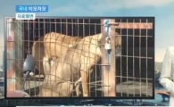2세 여아, 핏불테리어 개에 물려 숨져…"가슴과 겨드랑이 다쳐"