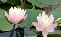 [포토]아름다운 자태 뽐내는 수련꽃