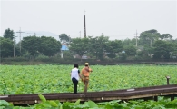 무안 회산백련지 여행 6~9월이 ‘좋아요’