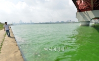 파랗게 질린 漢江…이례적인 조류현상 이유는?