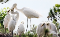 [포토]새끼 돌보는 어미 백로의 모성