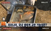 피라니아, 한국 토착화 가능성 논란…변종 발생 가능성 배제 못해