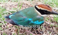 완도수목원, 여름 희귀철새 팔색조도 쉬어간다