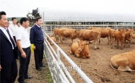 이낙연 전남도지사, 고급육 생산 한우농가 현장 살펴