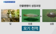 잔물땡땡이, 친환경 모기 퇴치제…'하루에 900마리' 