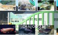 전남해양수산과학원,내수면 희귀종 연구로 고급 관상어산업 육성