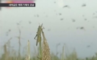 '참새만한 메뚜기떼' 곡창지대 습격···당국 비상사태 선포