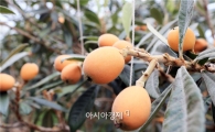 ‘완도자연그대로’ 농축산업 실천이 “위기의 농업농촌 대안”