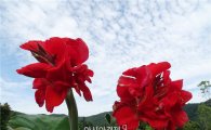 [포토]폭염속에 활짝 핀 붉은 칸나 꽃과 파란하늘