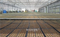 영광군, 김장배추 육묘를 통한 생산비 절감 도모