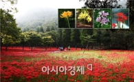 영광군, 칠월칠석 상사화 만남의 날 행사 개최