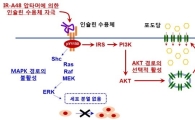 인슐린 대체할 당뇨 치료제 나온다