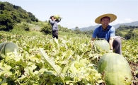 [포토]무등산 수박 출하