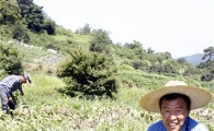 [포토]광주 대표명물 "무등산 수박" 출하