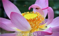 [포토]연꽃에서 꿀 수확하는 꿀벌들